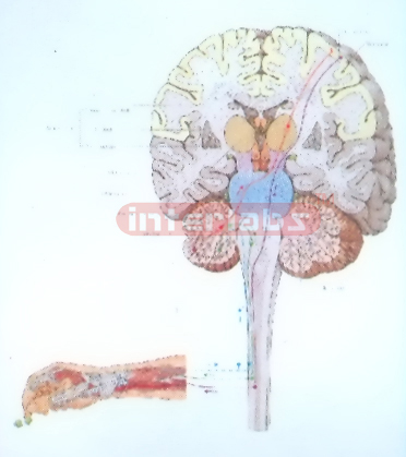 HANGING HUMAN MODEL WITH SIGNAL SETTLINGS FROM SENSORY RECEPTOR AND FROM THE THOUGHT PRODUCING IN DIFFERENT AREAS OF THE BRAIN